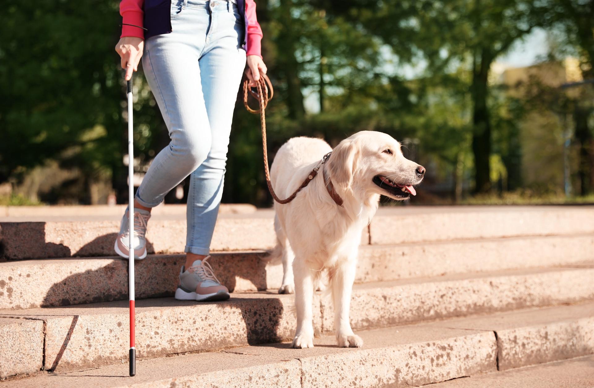 SERVICE ASSISTANCE AND GUIDE DOGS